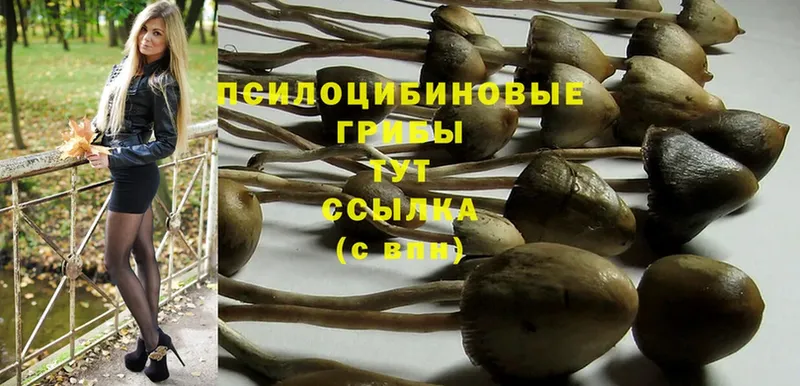 Псилоцибиновые грибы Psilocybe  Саранск 